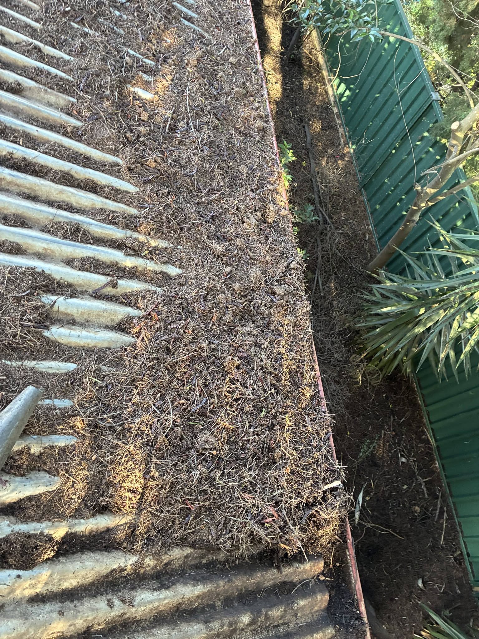 Blocked gutters with leaves in Eaglehawk
